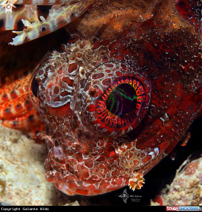 A Dwarf Lionfish