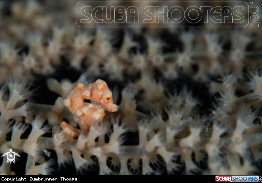 A Pygmy Seahorse Denise