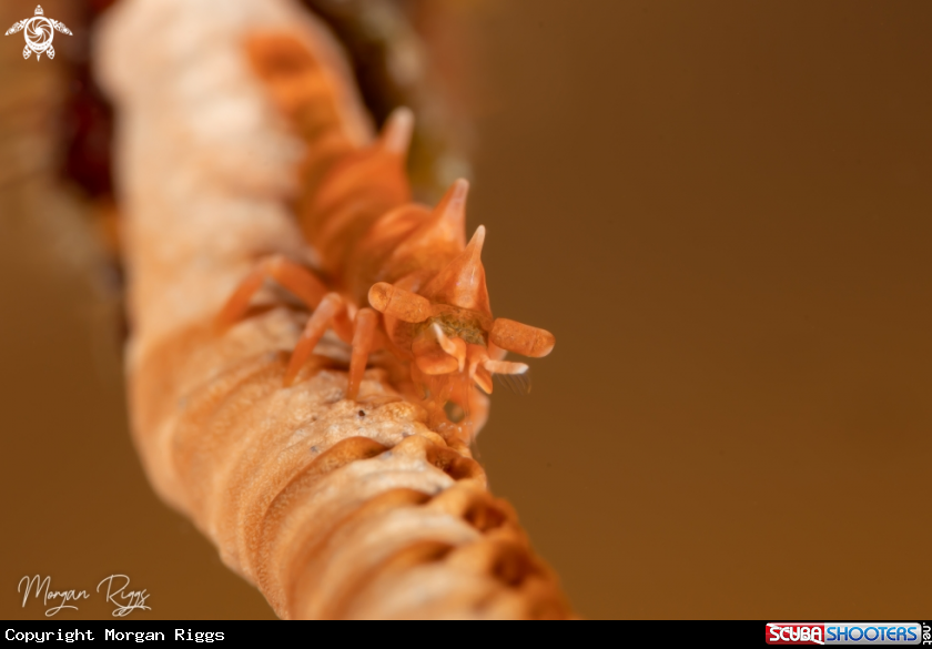 A Dragon Shrimp