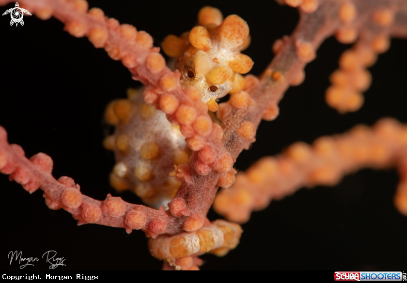 A Yellow Bargibanti Pygmy Seahorse