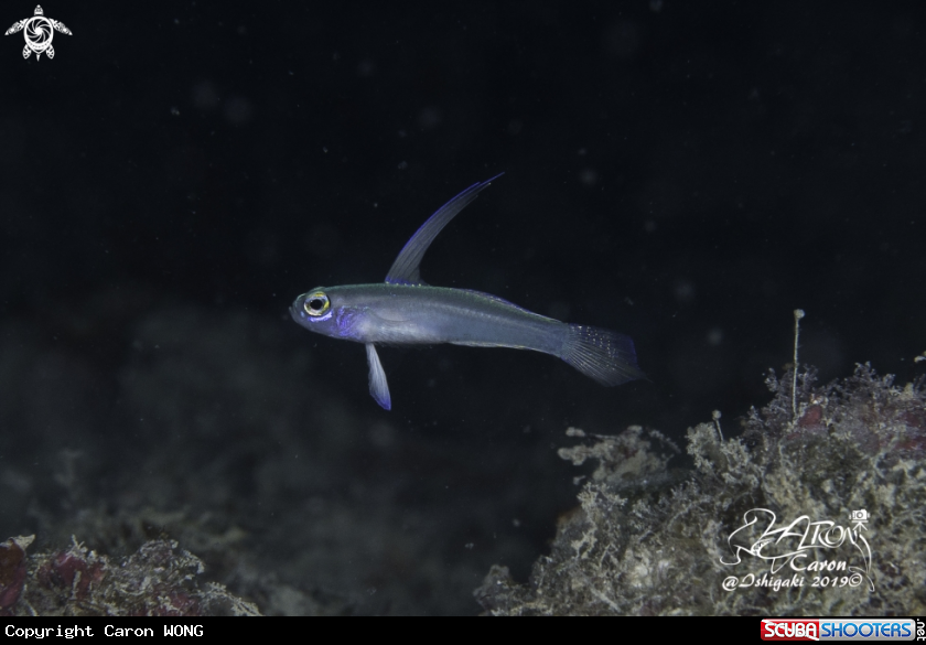 A Goby