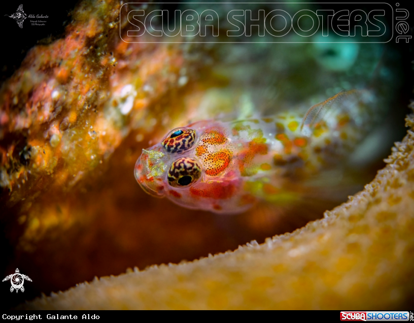 A Tiny Fish