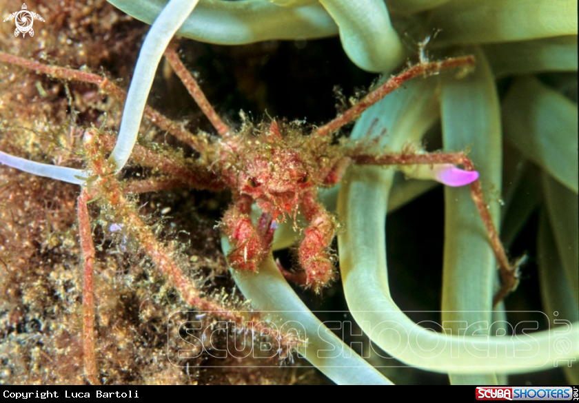 A Anemone Crab
