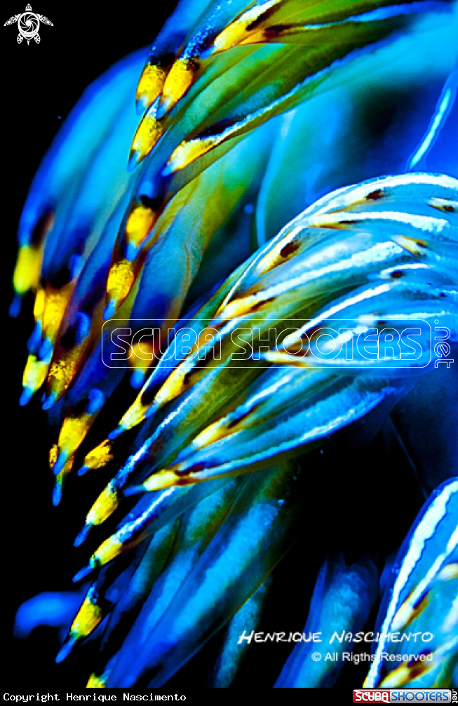 A Nudibranch