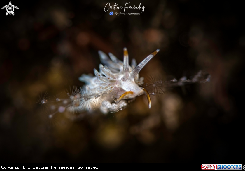 A Nudibranch