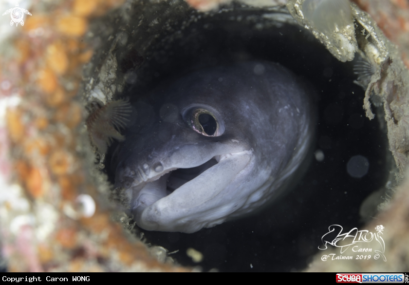 A Eel 