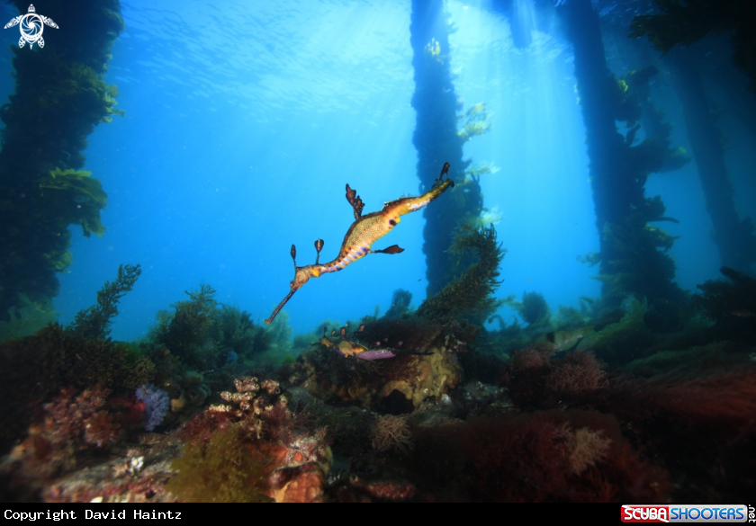 A Weedy Seadragon