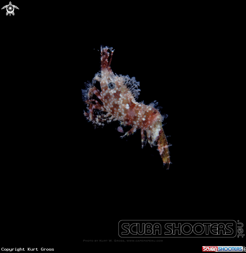 A Marble shrimp