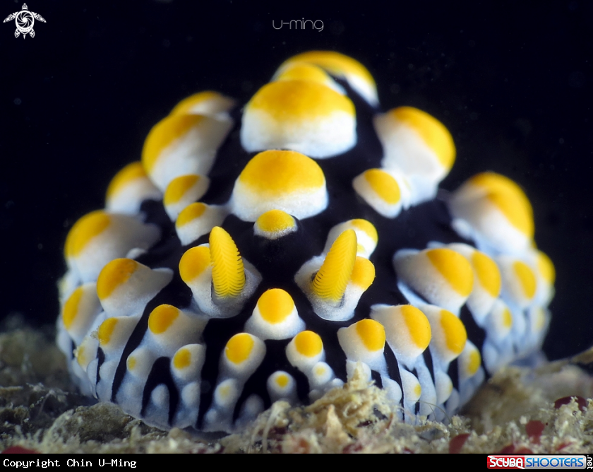 A Phyllidia varicosa