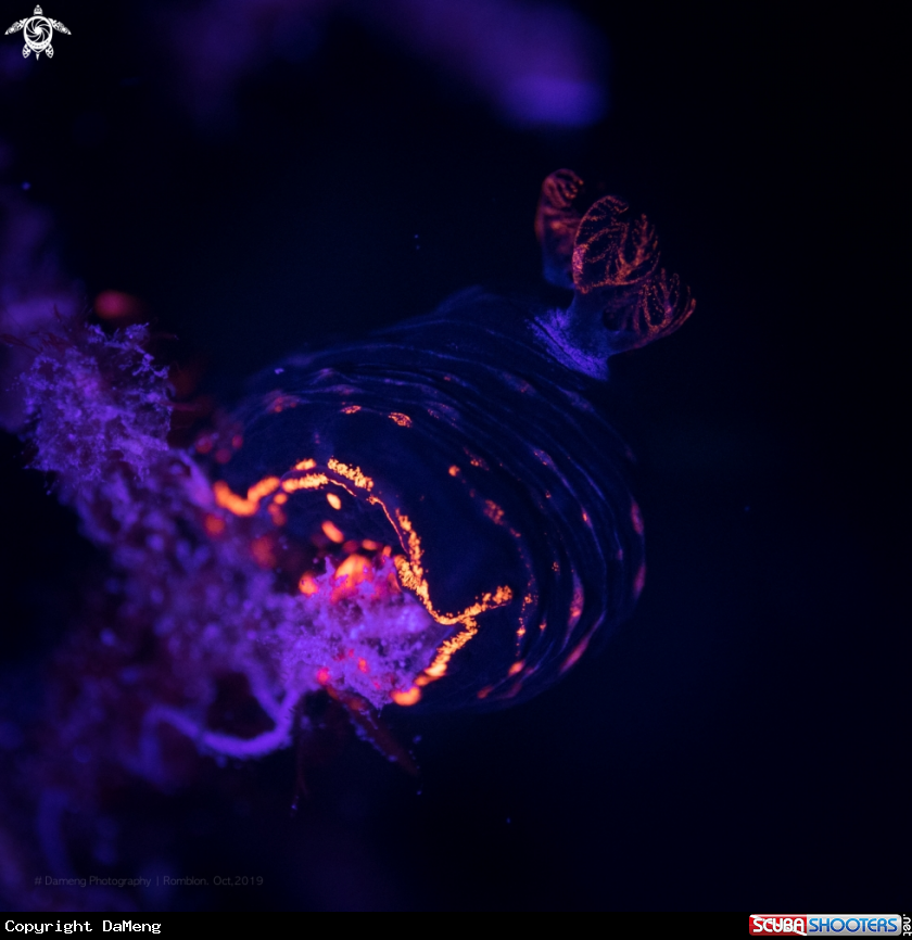 A Nudibranch