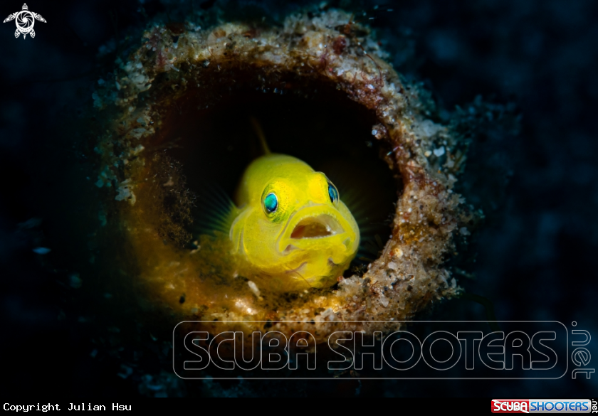 A Yellow Goby