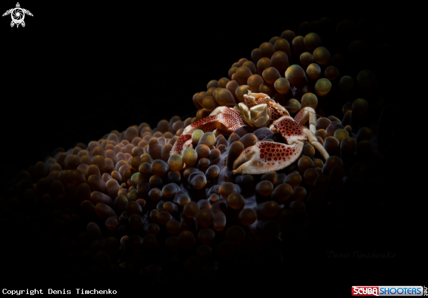 A porcelain crab 