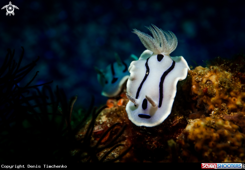 A NUDIBRANCH