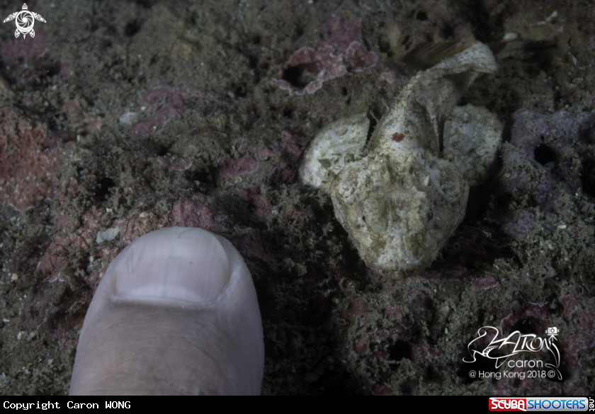 A Scorpion fish 