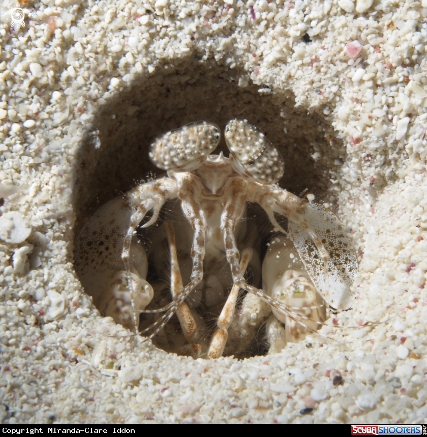 A Mantis Shrimp