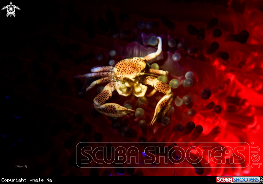 A Crab 
