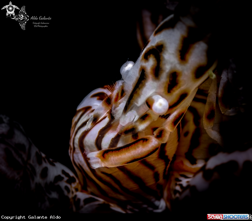 A Leopard Anemone Shrimp