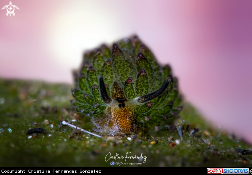 A Nudibranch