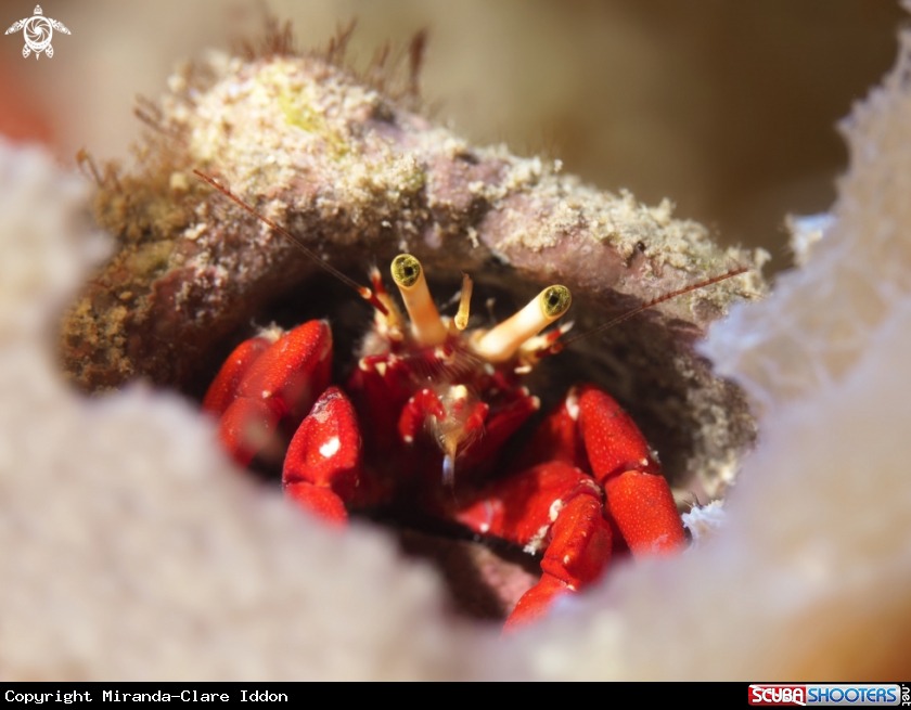A Hermit Crab
