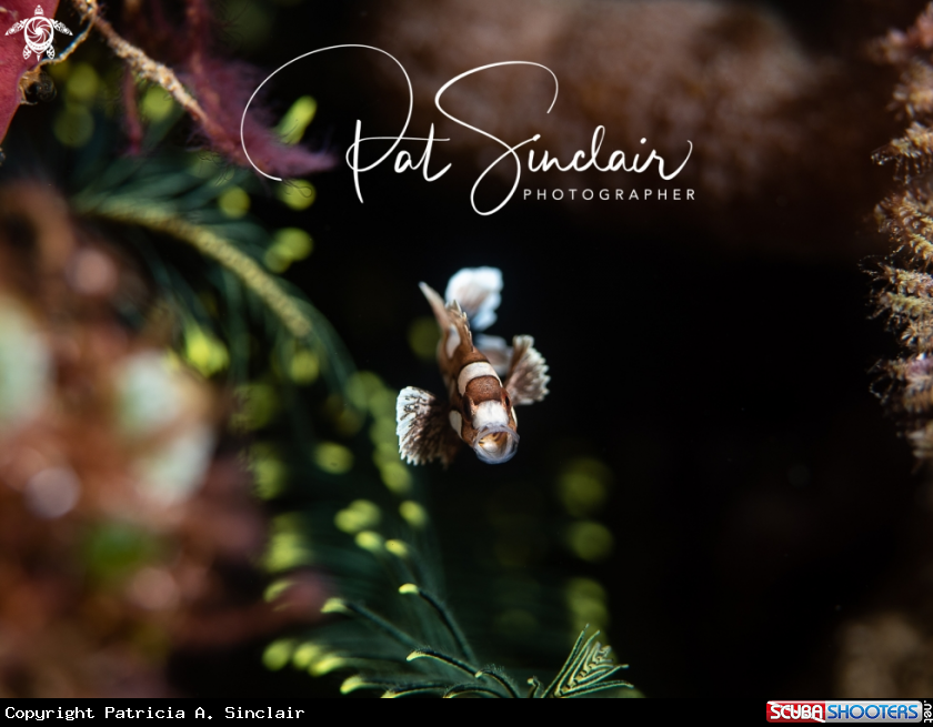 A juvenile sweetlips