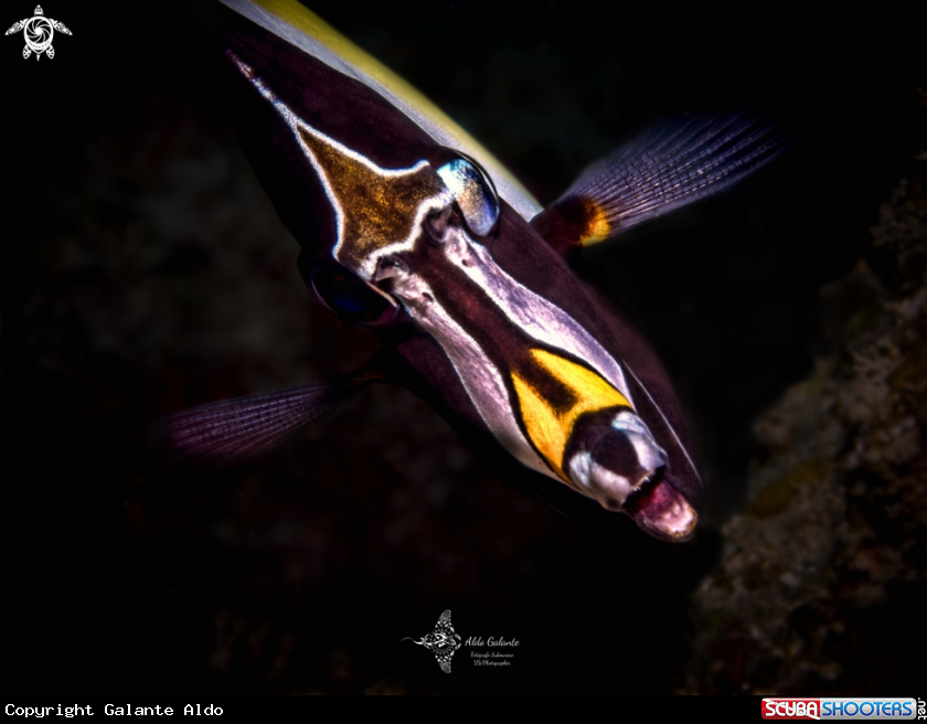 A Moorish Idol