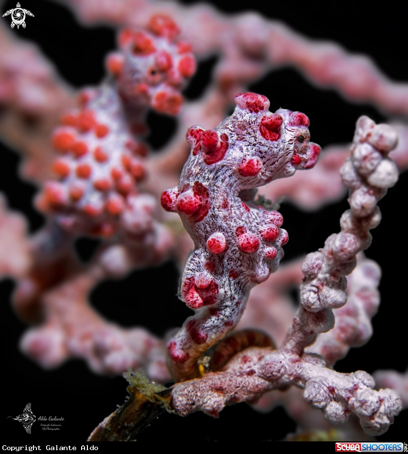 A Pygmy Seahorse