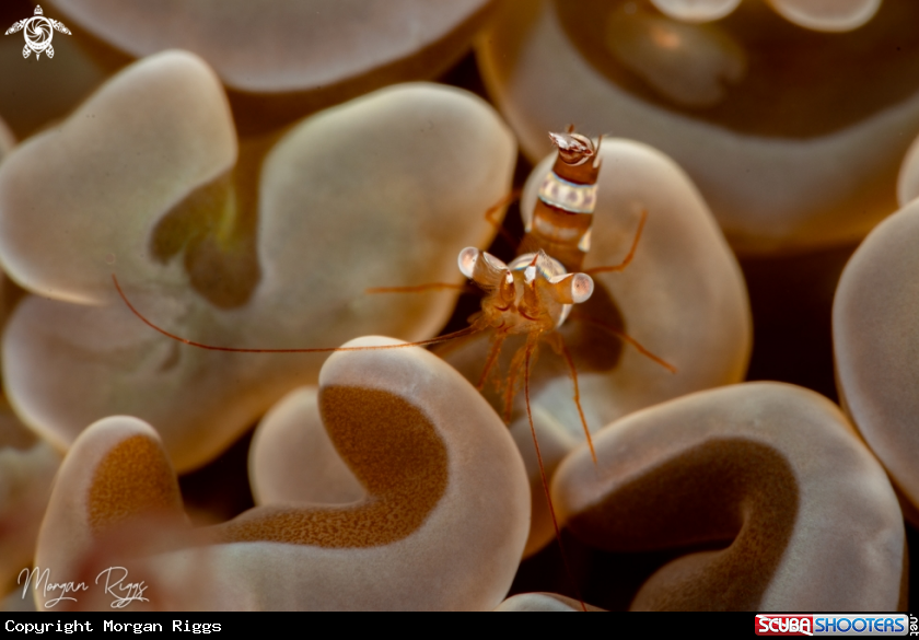A sexy shrimp
