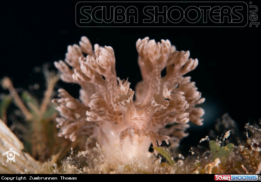 A Nudibranch 