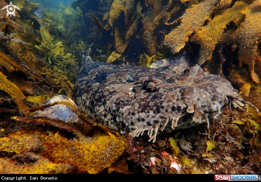 A Banded wobbegong