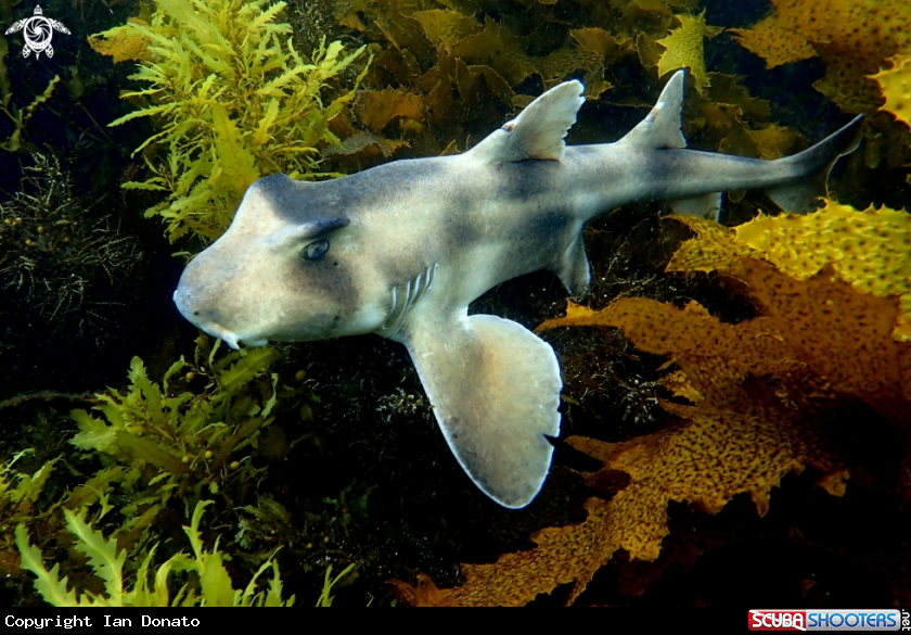 A Crested-horn shark