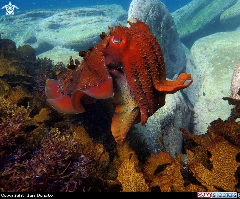 A Australian giant cuttlefish
