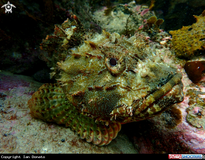 A Eastern red scorpionfish