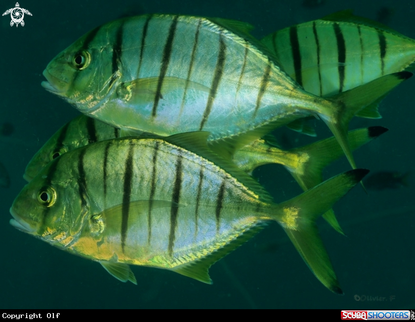 A Golden trevally 