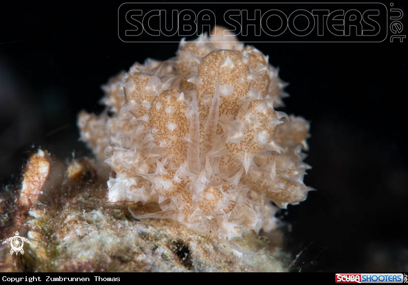 A Nudibranch 