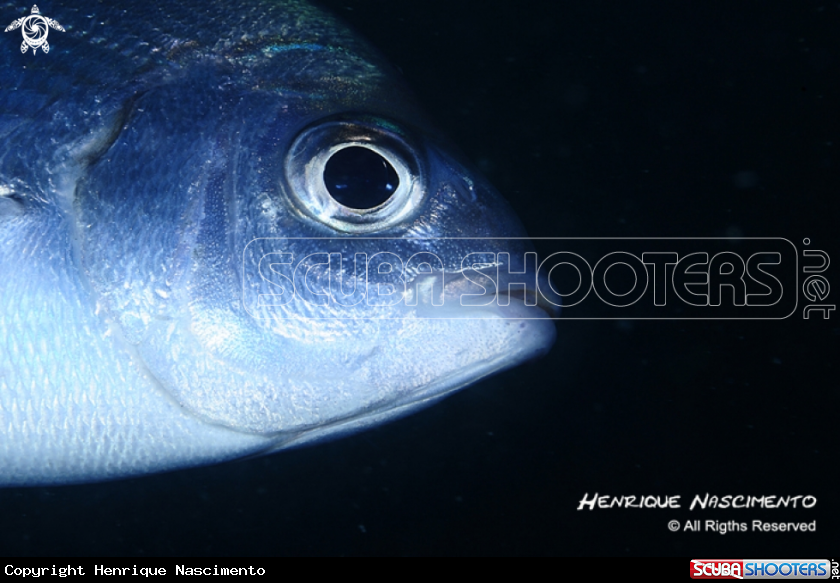A underwater creature