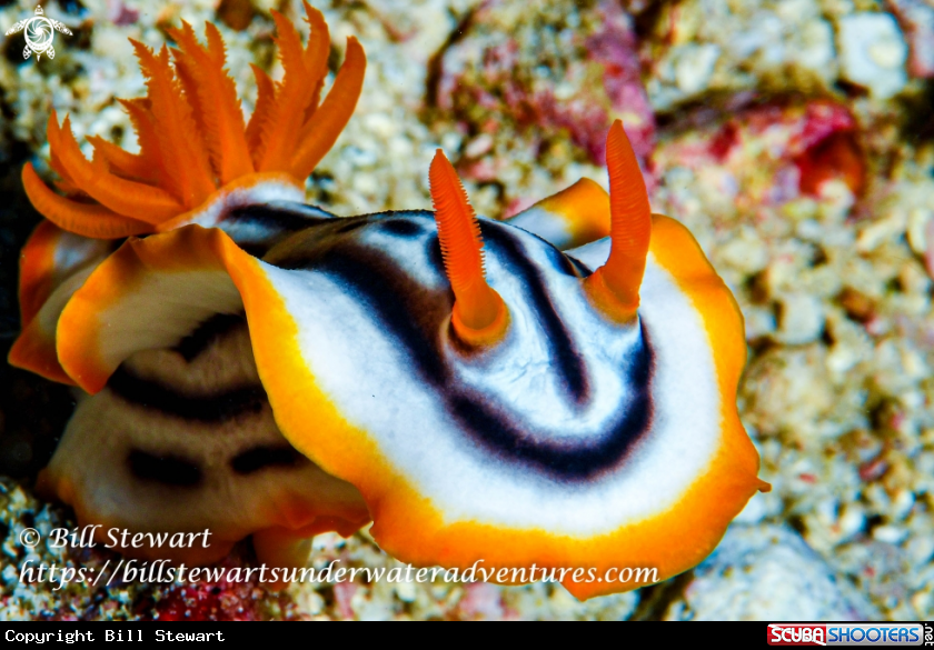A Chromodoris strigata
