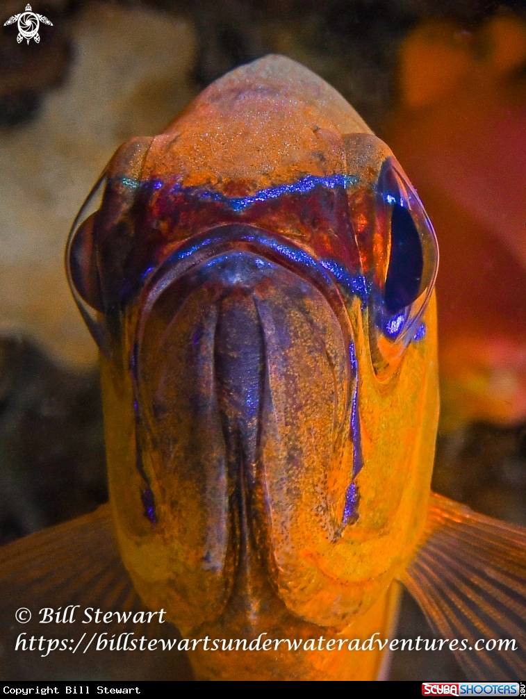 A Ringtailed Cardinalfish