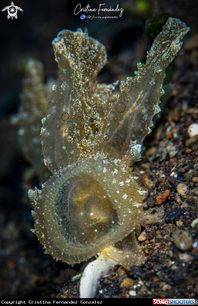 A Nudibranch