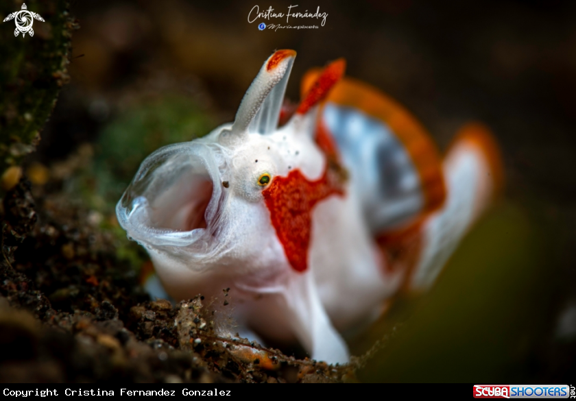 A Frogfish