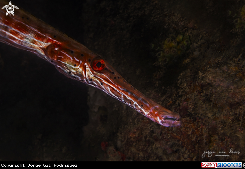 A Trumpetfish