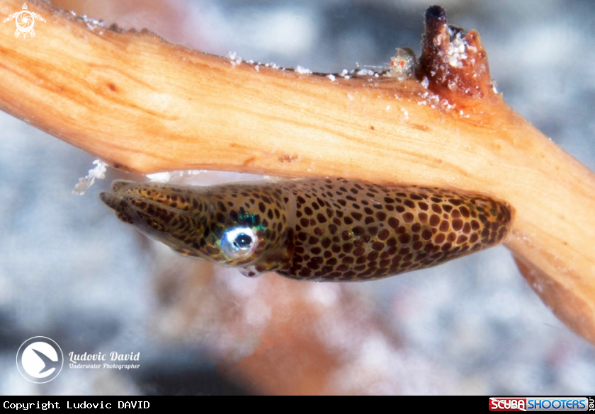 A Pygmy Squid