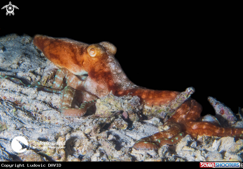 A Starry Night Octopus