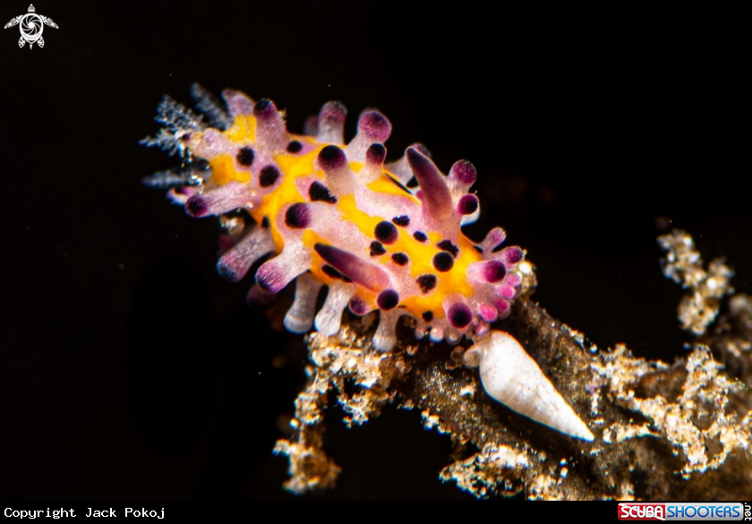 A Aegires villosus
