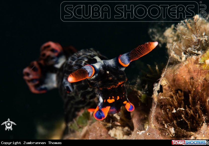 A Nudibranch 