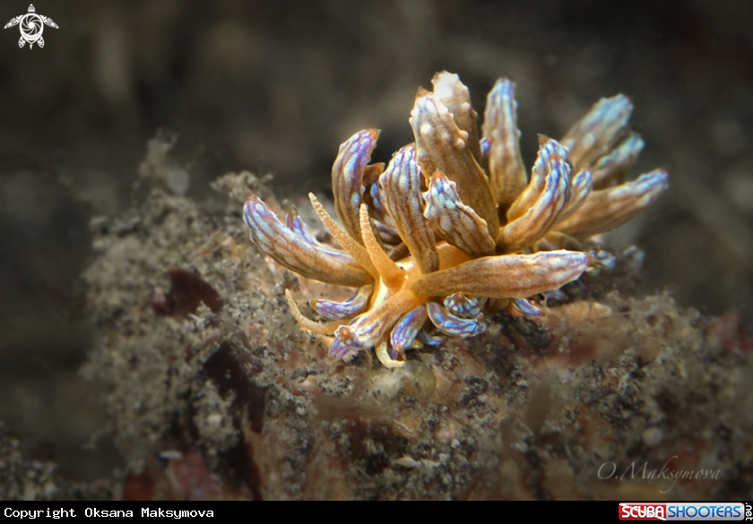 A Nudibranch Phyllodesmium lizardensis 