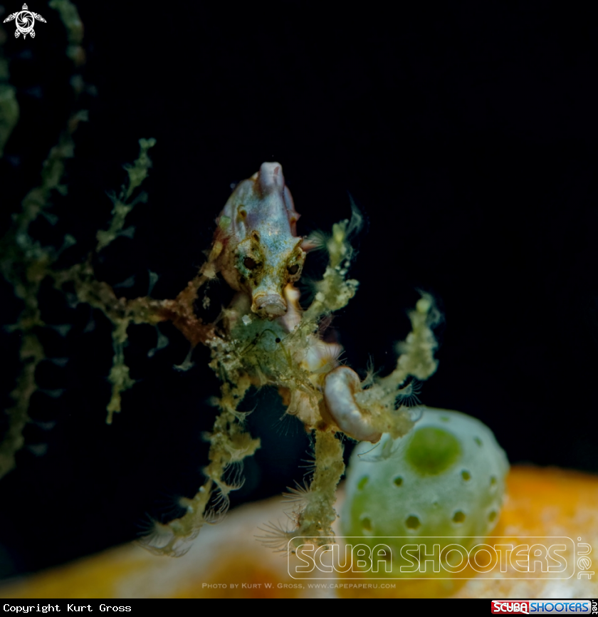 A Pygmy Seahorse