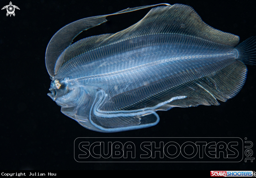 A Flounder