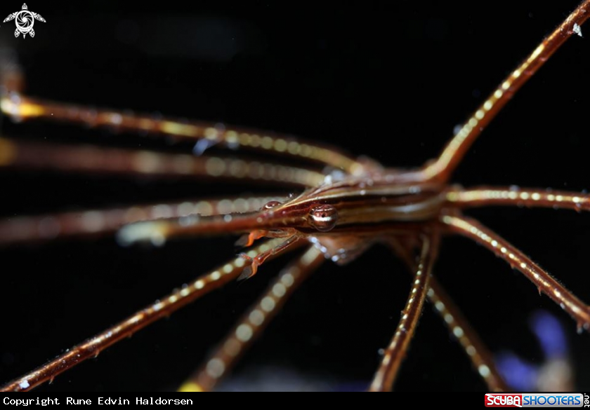 A Spider crab