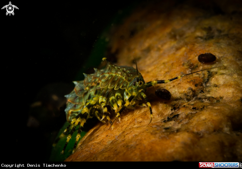 A ARTHROPODS