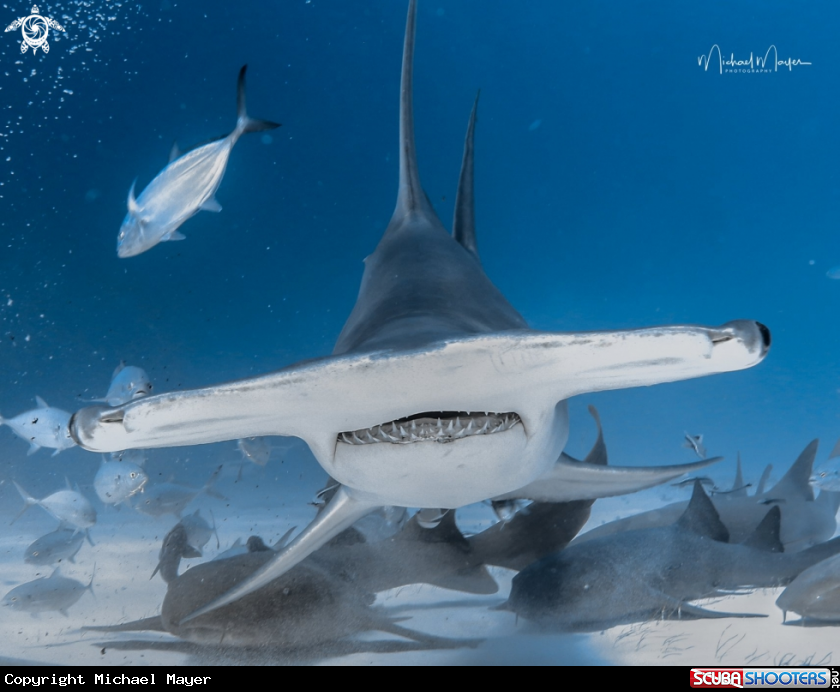 A Hammerhead
